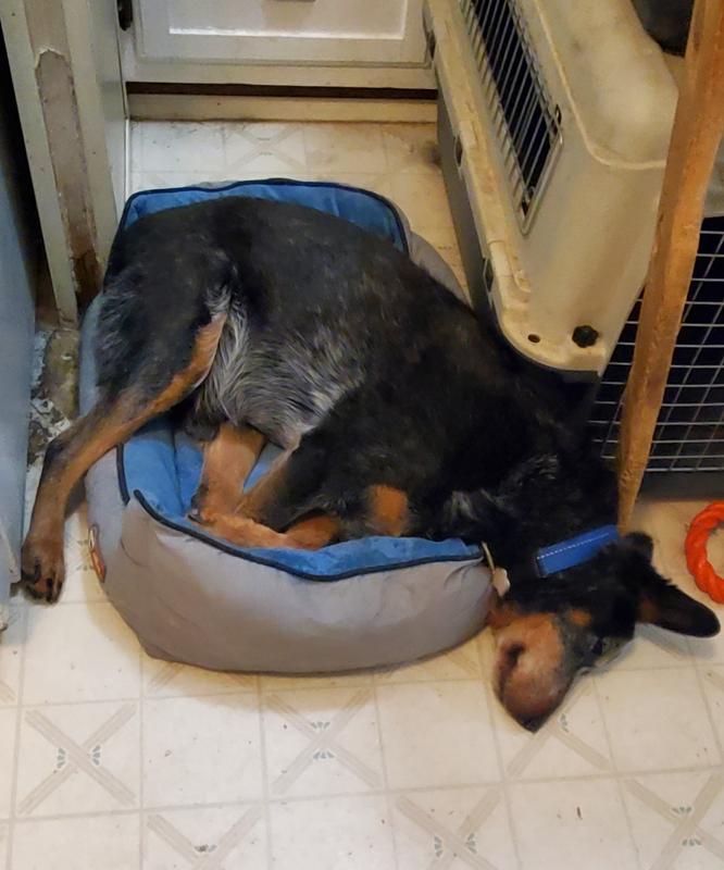 Sound asleep and loving his bed!