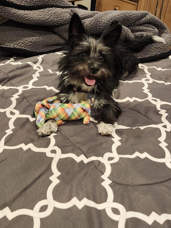 Happy tummy, happy dog.