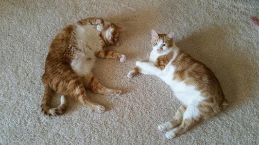 My two precious fur kids