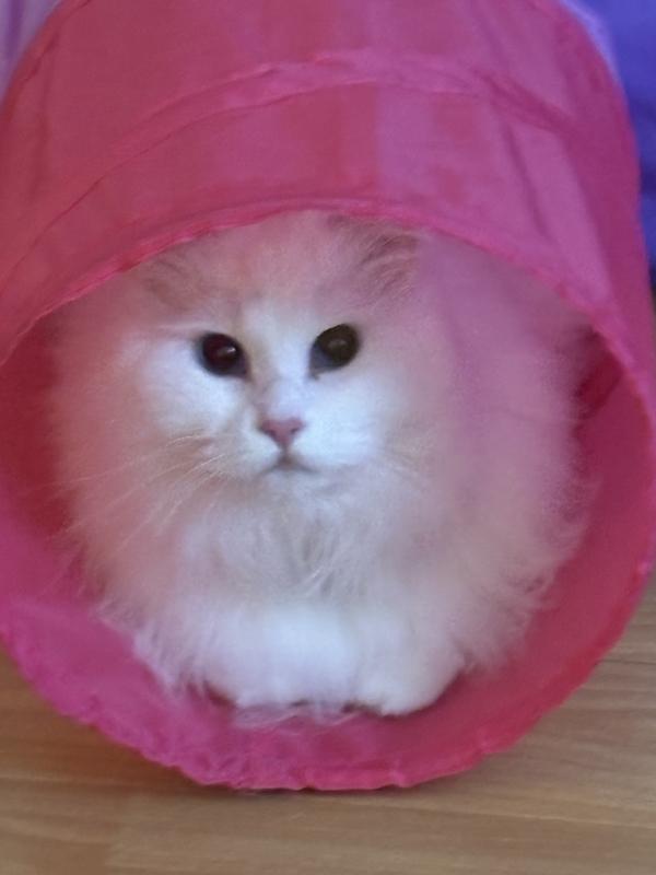 Adorable tunnel