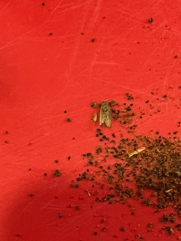 dead moth in can of Probiotics