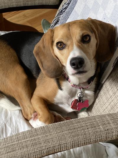 Lucy waiting for her favorite bone!