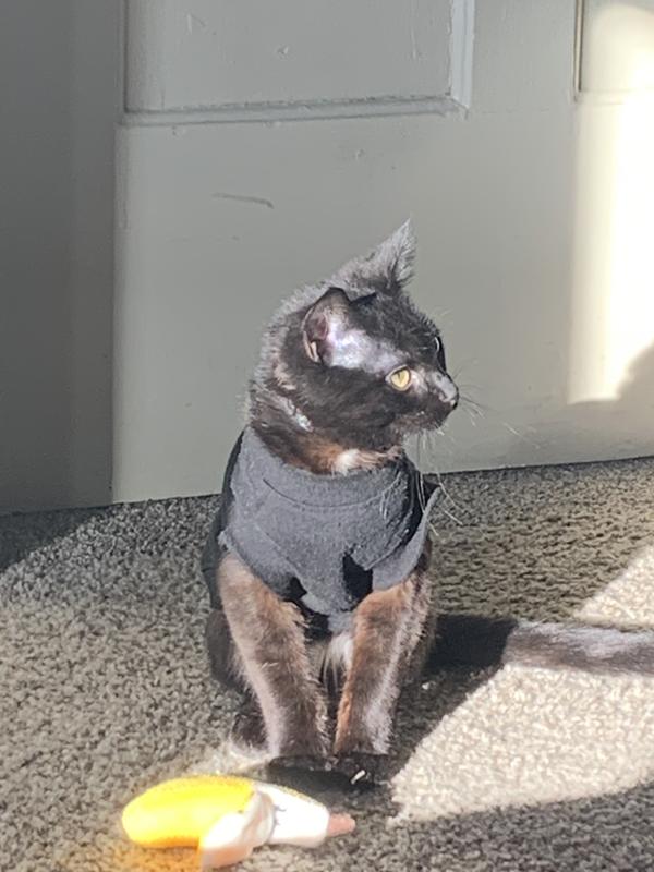 Security cat activated