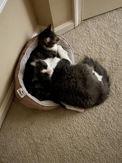 Before the cave, cats would both try to squeeze into this little bed