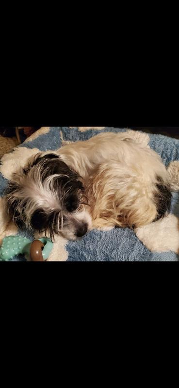 Guppy napping on clouds