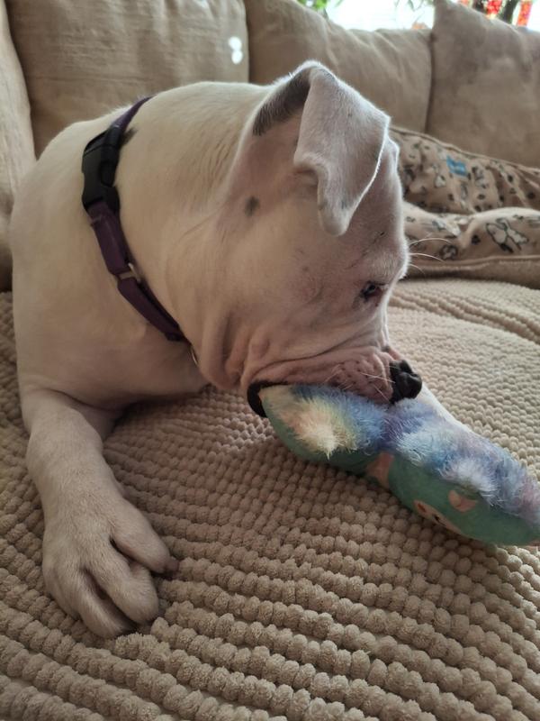 Archer with his precious llama