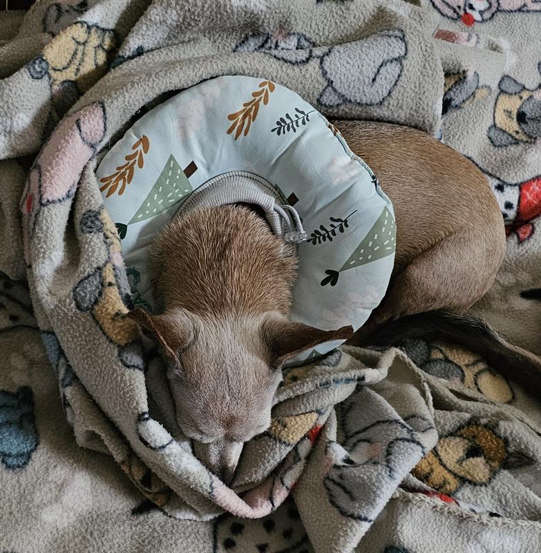 Comfy Cozy