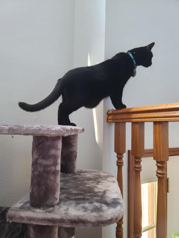 FRISCO 64in Cat Tree with Hammock, Condo, 2 Top Perches with Bed, Dark