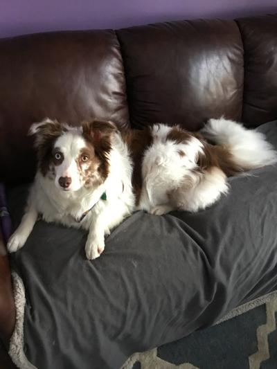 Murphy red merle border collie age 7 yrs