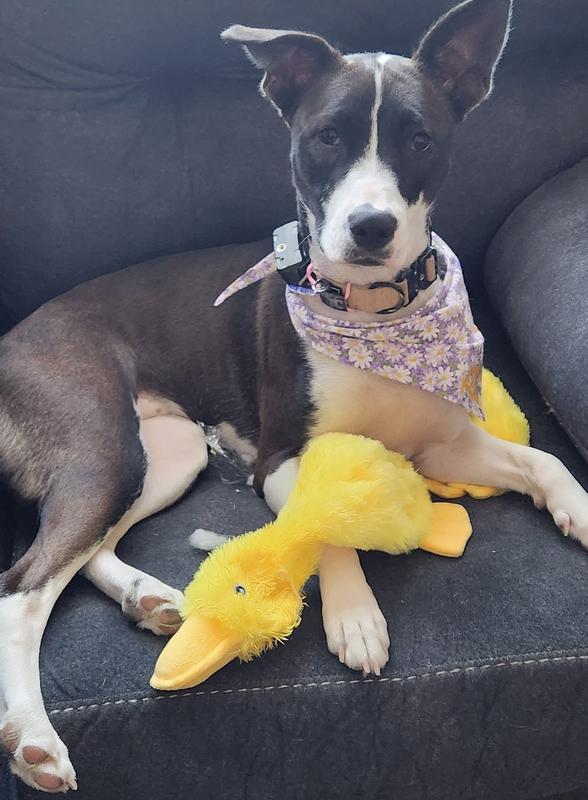 Daisy