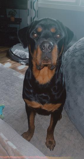 here’s a picture of the beast