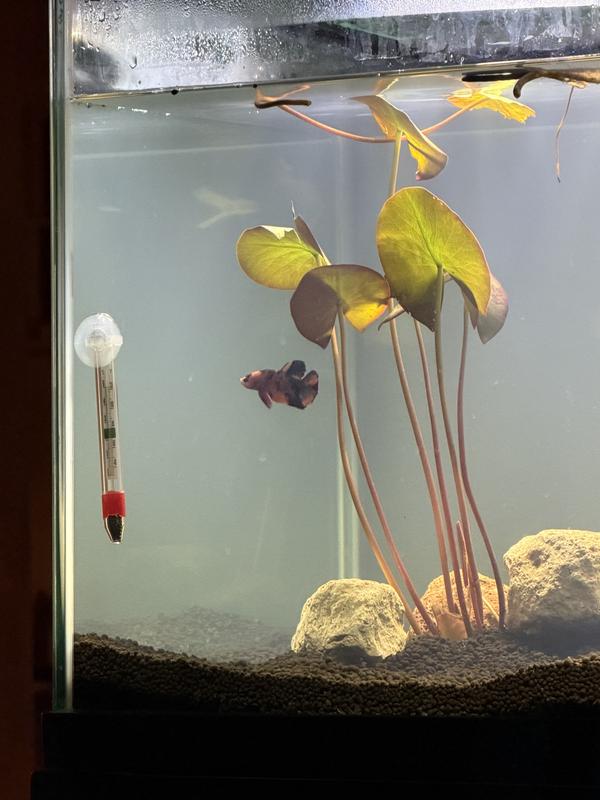 Wilbur loves the plants