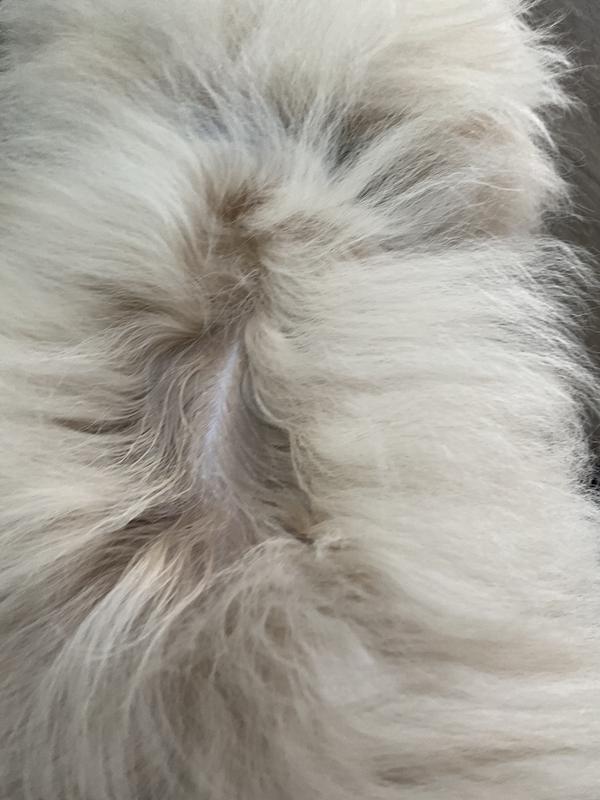 Discolors fur