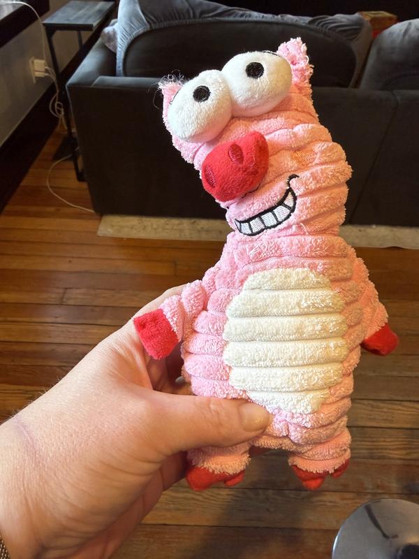 Piggy post-surgery (sewed back together)