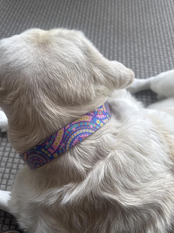 It compliments my platinum fur perfectly.