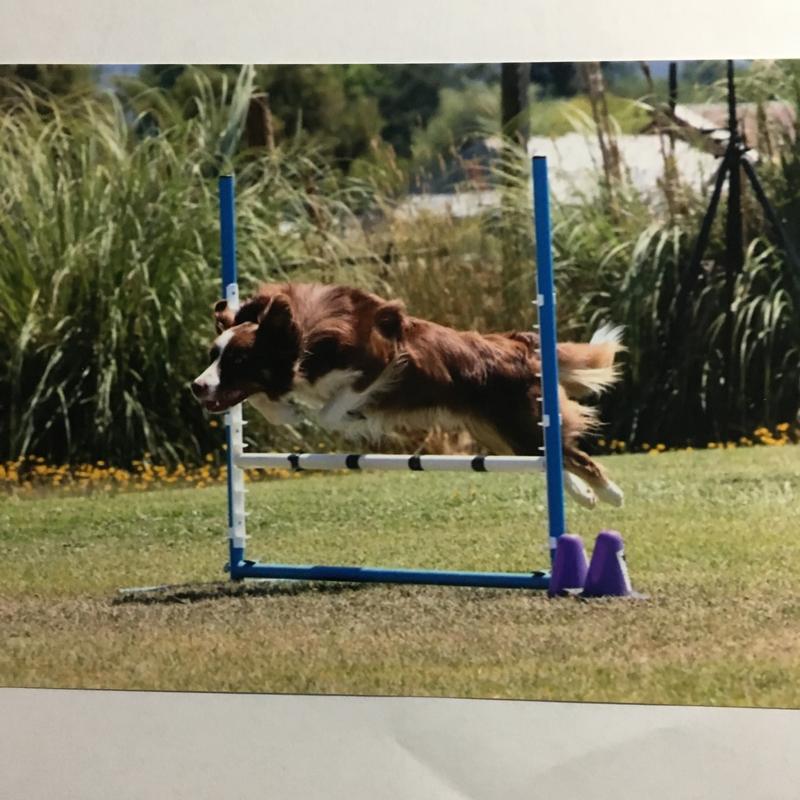 Leo doing NADAC Agility