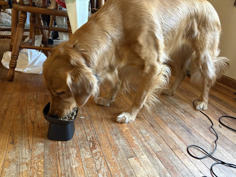 Tris enjoying her elevated bowl