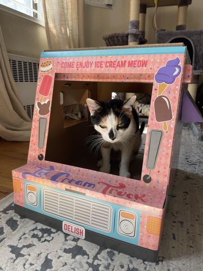 taco truck cat scratcher instructions