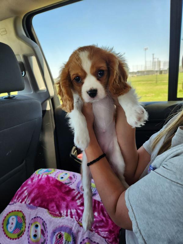 Cavalier king charles spaniel puppy food sale