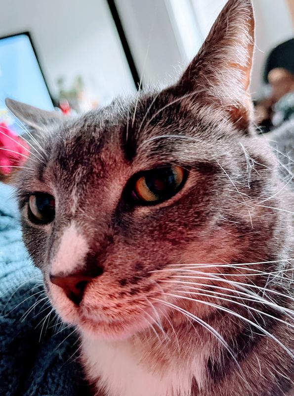 So sweet with white spot on her nose. Rescue cat