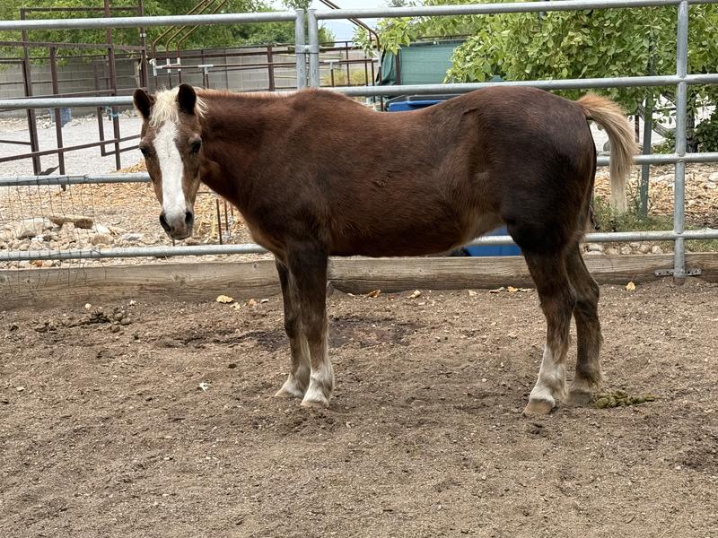 30 y o pony