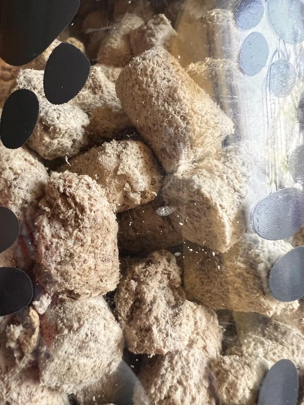 Freeze dried raw looking dry and crumbly. It falls apart into dust if you try to break in half - or if my dog is trying to eat it.