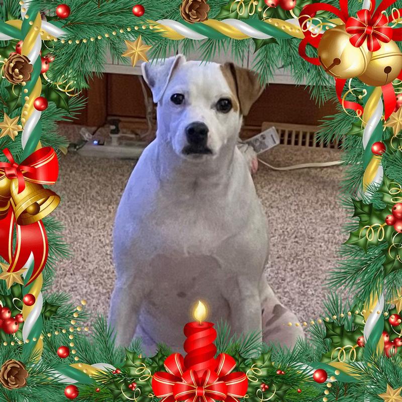 BLUE BUFFALO Holiday Santa Snacks Oatmeal & Cinnamon Crunchy Dog Treats