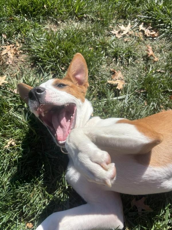 The primary taste tester