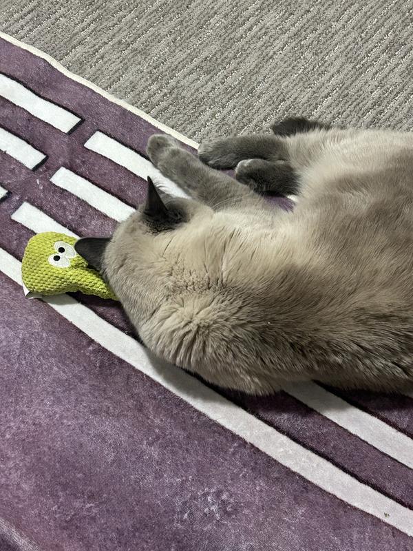 She played with the toy until she fell asleep on it!
