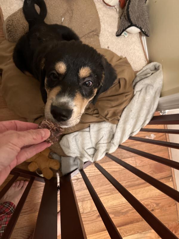 14 well old pup enjoys this occasional treat