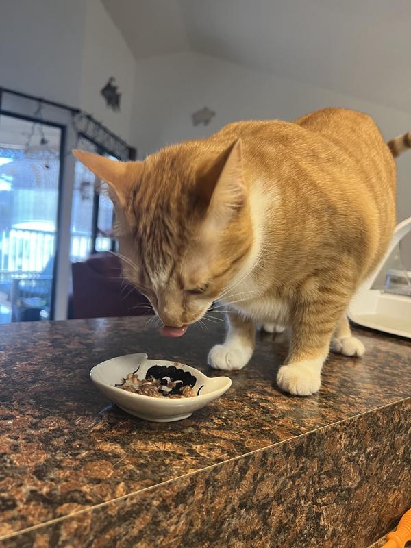 my kitty loving the taste