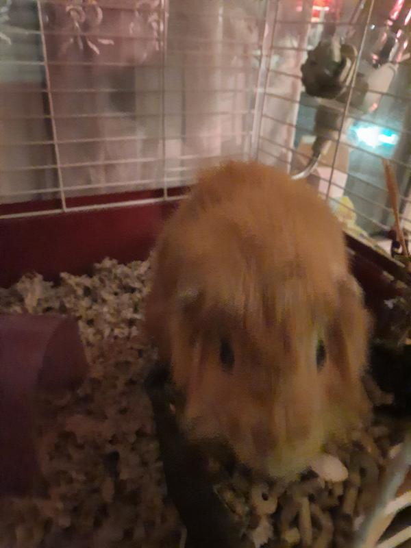 Dorito loves his new food!
