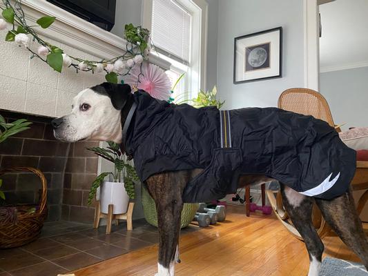 Hurtta summit dog clearance parka