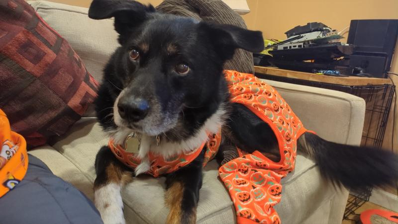 The love of my life, Beast Wellington