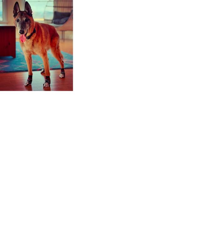 Frisco Non-Skid Non-Skid Fair Isle Dog Socks