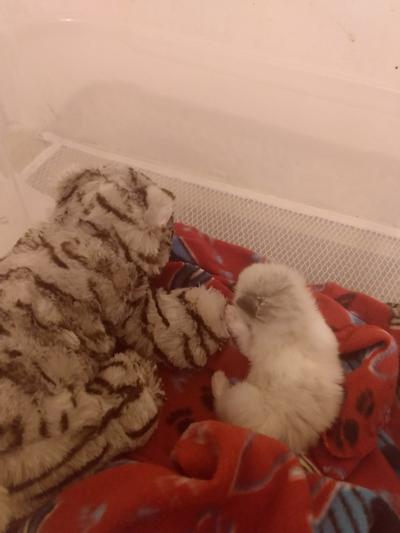 Snuggle Kitty Tiger