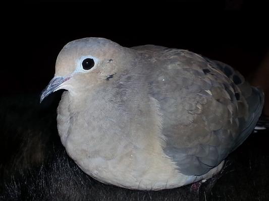 Twitch - Rescued Mourning Dove