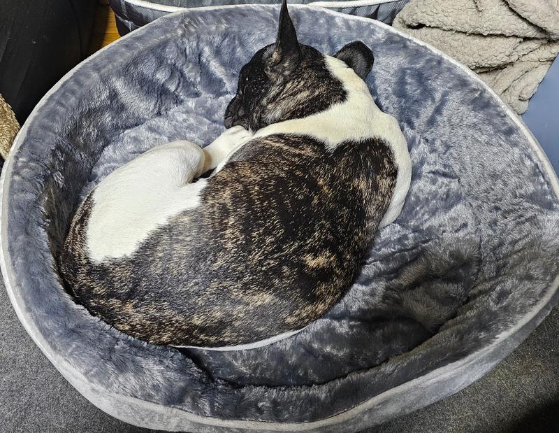 30lb French Bulldog in a size Large