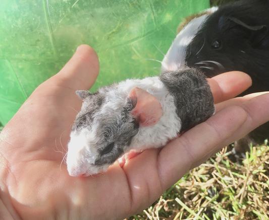 Rex piggy!!