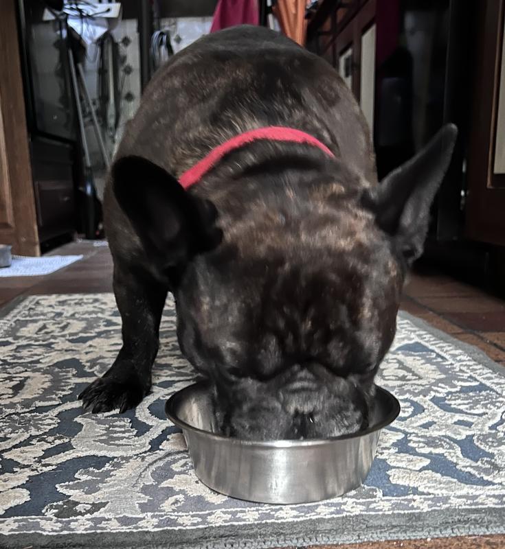 Leo loves his tasty food topper.