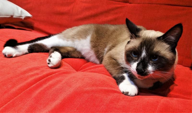 Cool calm and flea-less