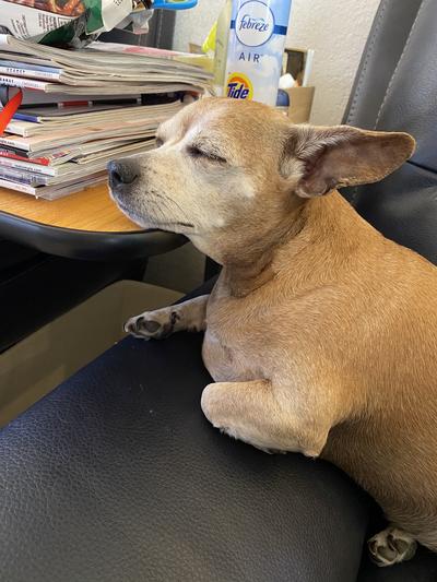 Snoozing in happiness