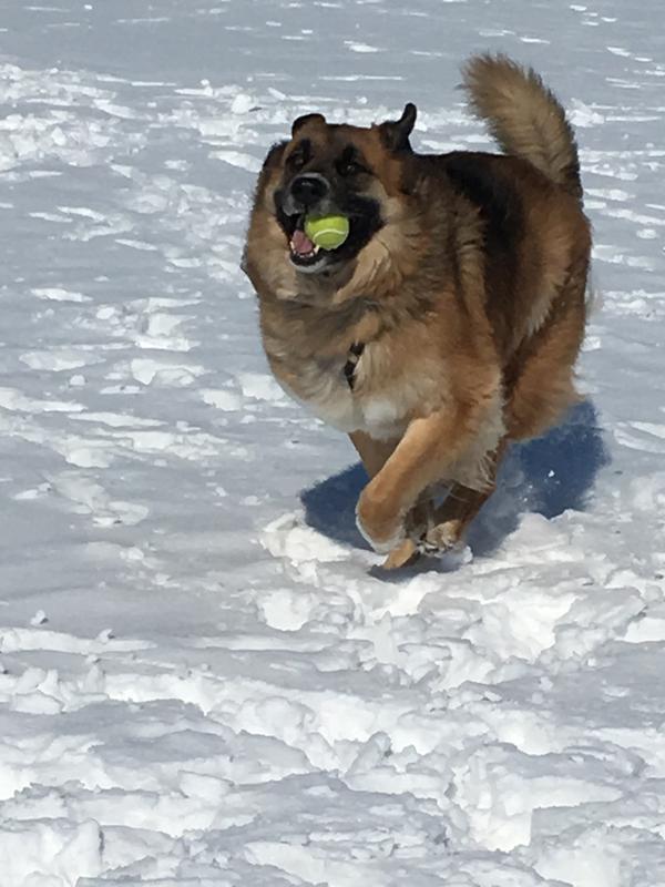 Wally loves playing in the snow!
