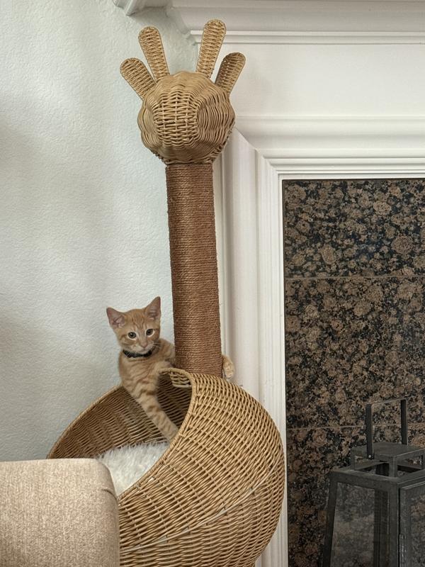 Safe spot - he can see out and feels safe