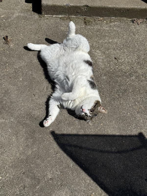 My chunky girl working on her tan.