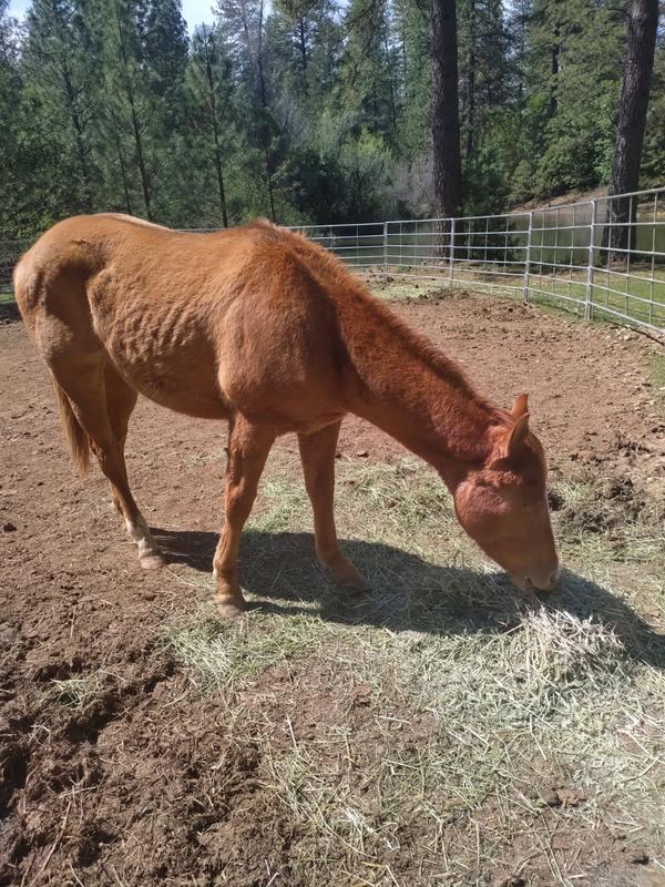 this 20 month Quarter horse came to us in March of 2025