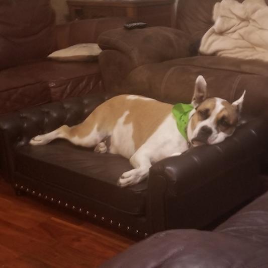 Wentworth dog outlet sofa