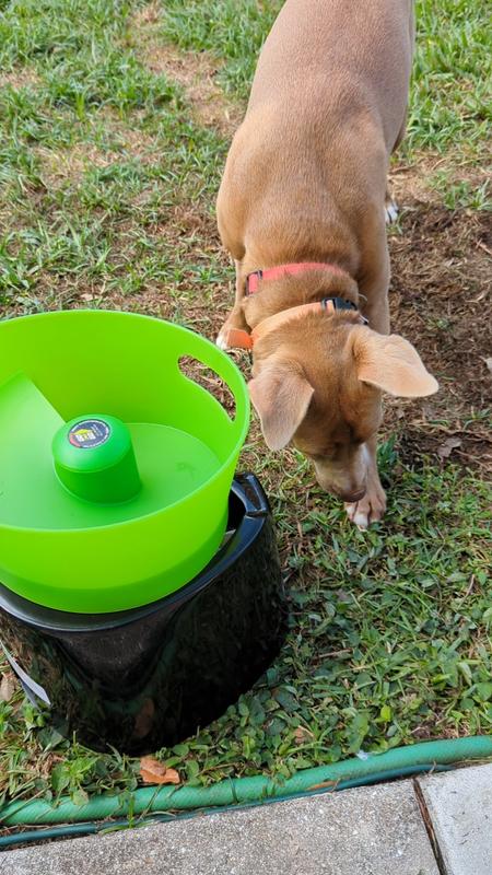 Go dog go ball launcher for clearance sale