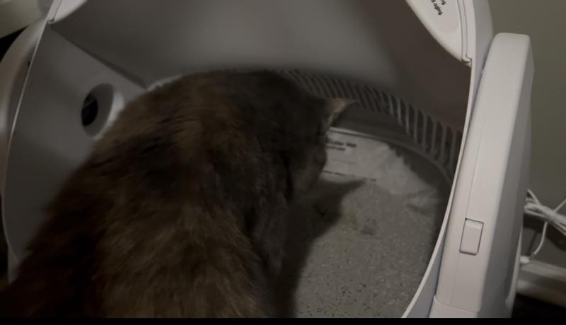 Cat covering her mess