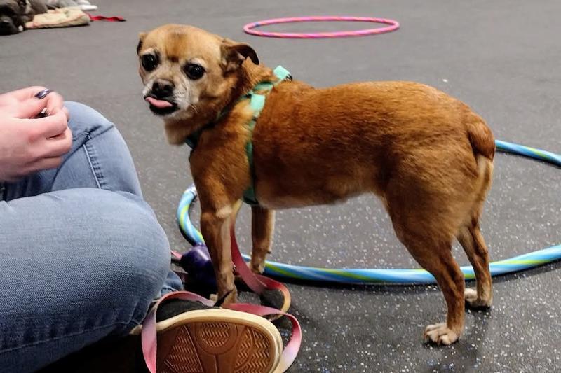 At training class with her pink ombre leash